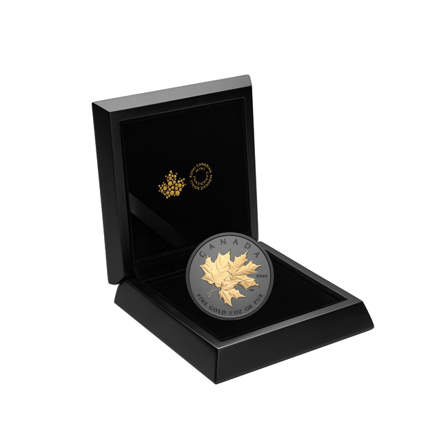 Triple Maple 2026 - zlatá mince s černým rhodiem v etuji, 1 oz